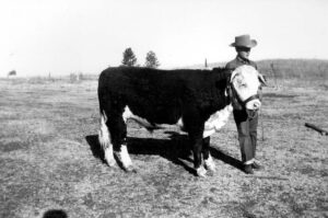 Don Heckman, Jr. 4-H Steer 1950